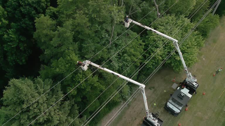 How Our Tree Care Process Works  in Crosby, ND