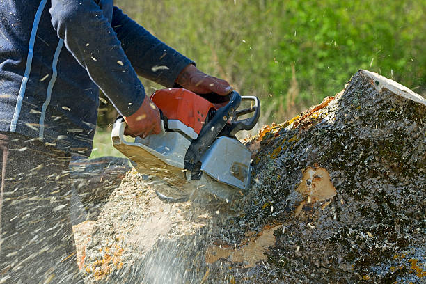 Reliable Crosby, ND Tree Services Solutions